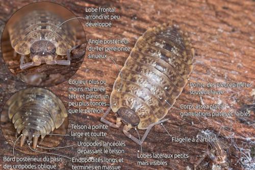 Porcellio monticola